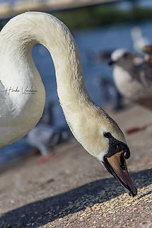 Mute Swan  Cygnus olor,Geotagged,Mute swan,Spring,United Kingdom