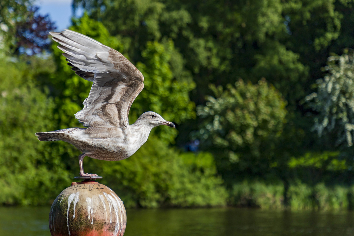 Statue or real?  European herring gull,Geotagged,Larus argentatus,Spring,United Kingdom