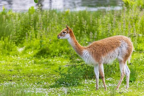 DO you like me?  Geotagged,Spring,United Kingdom,Vicugna vicugna,Vicuña