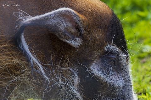 red river hog  Geotagged,Potamochoerus porcus,Red river hog,Spring,United Kingdom
