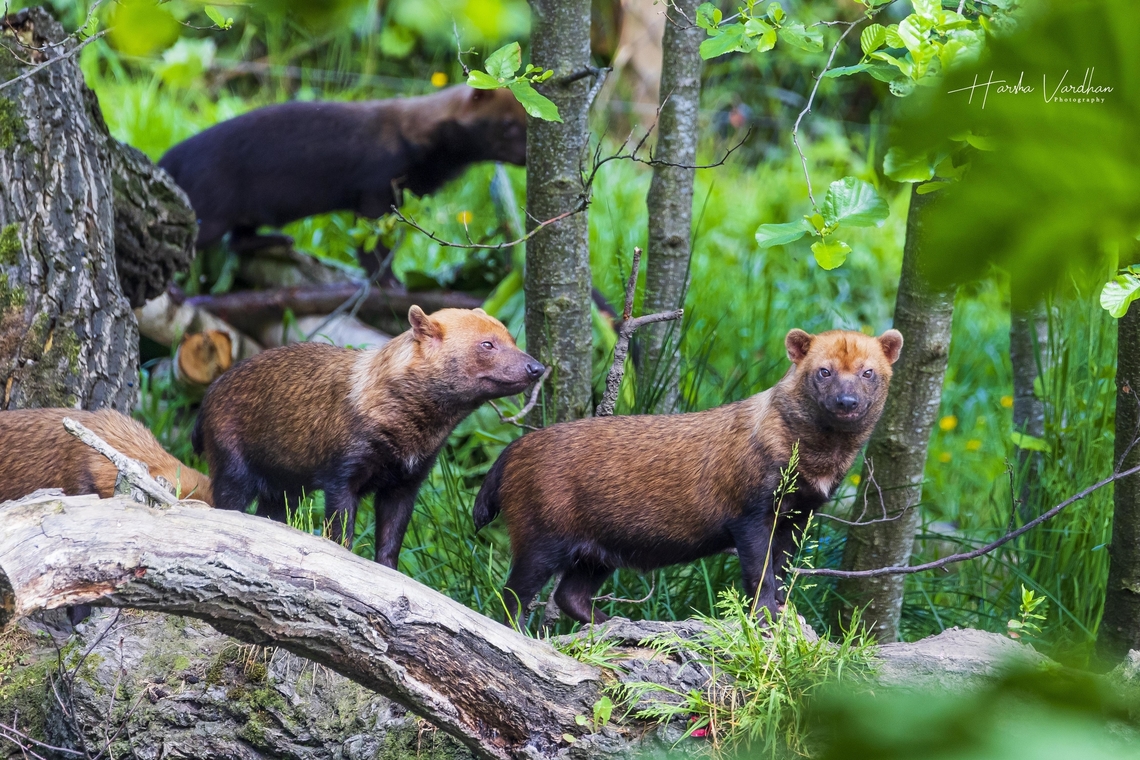 Bush Dog - the smallest wild pack hunting dog  Bush dog,Geotagged,Speothos venaticus,Spring,United Kingdom