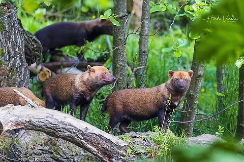 Bush Dog - the smallest wild pack hunting dog  Bush dog,Geotagged,Speothos venaticus,Spring,United Kingdom