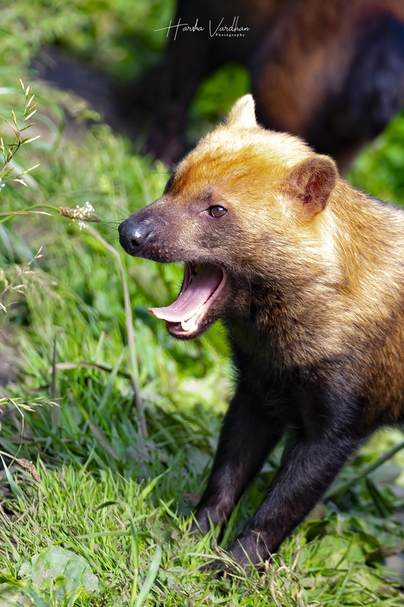 Bush Dog - the smallest wild pack hunting dog  Bush dog,Geotagged,Speothos venaticus,Spring,United Kingdom