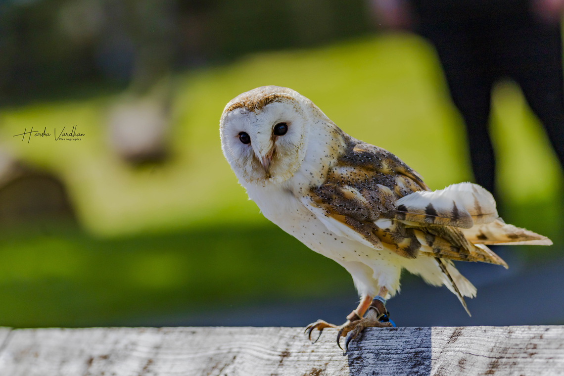 those eyes  Barn owl,Geotagged,Spring,Tyto alba,United Kingdom