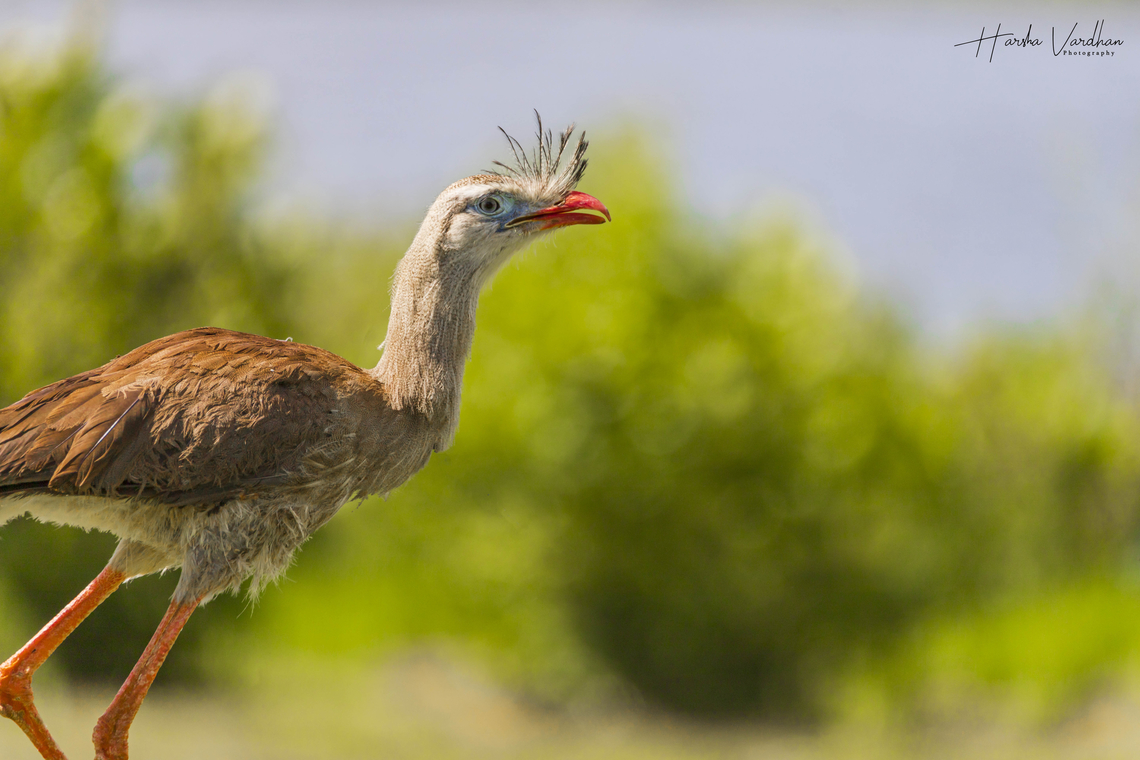 Red-legged Seriema - Cariama cristata - crested cariama - crested seriema  Cariama cristata,Geotagged,Red-legged Seriema,Spring,United Kingdom