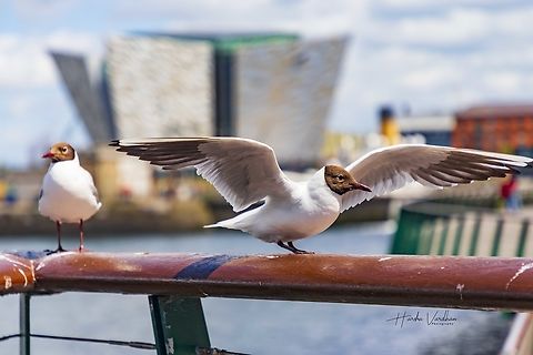 Tianic belfast or black headed gull  Black-headed gull,Chroicocephalus ridibundus,Geotagged,Summer,United Kingdom