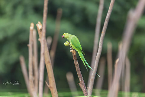 Rose-ringed parakeet enjoying tomato  Fall,Geotagged,India,Psittacula krameri,Rose-ringed parakeet