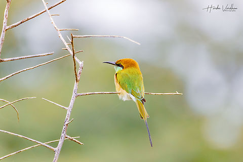 bee eater  Asian green bee eater,Fall,Geotagged,India,Merops orientalis