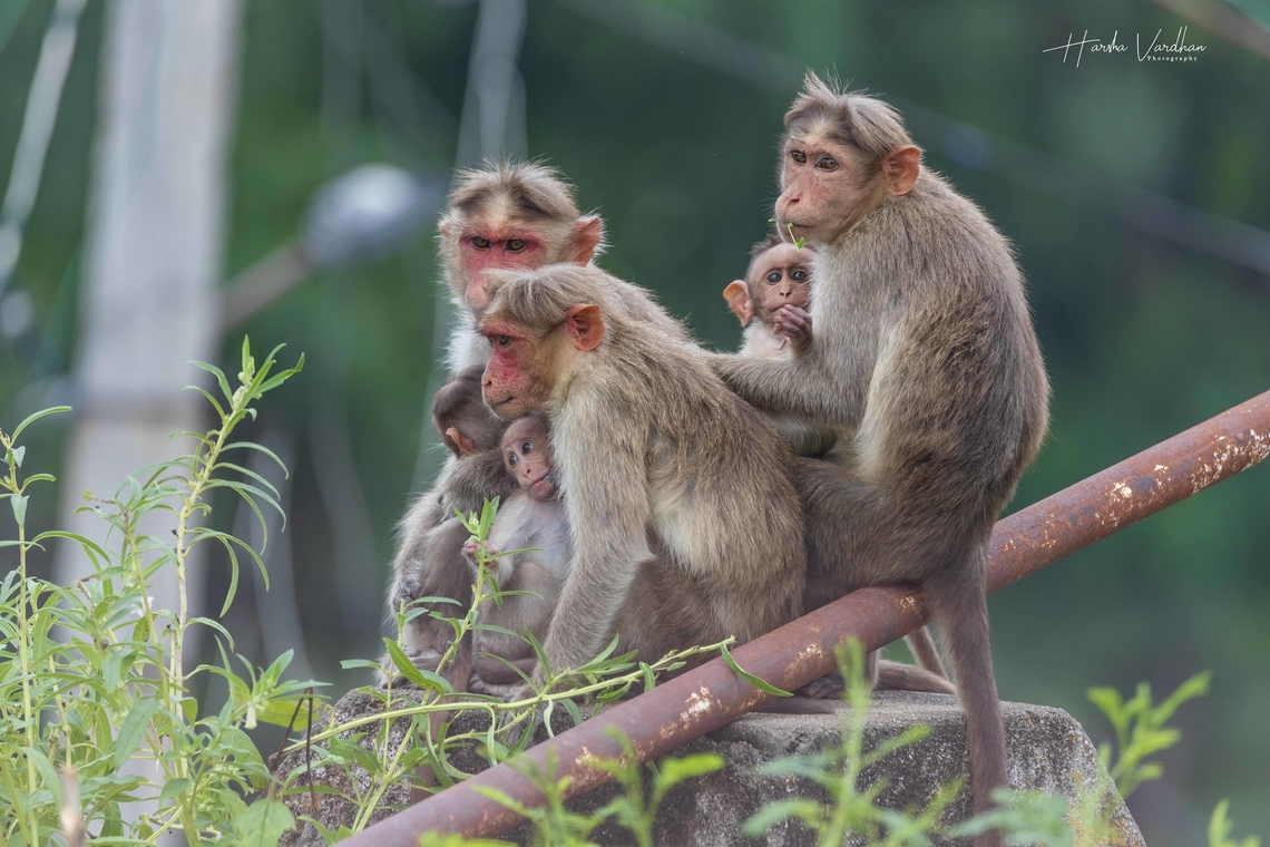 Family  Bonnet macaque,Fall,Geotagged,India,Macaca radiata