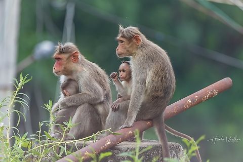 Family  Bonnet macaque,Fall,Geotagged,India,Macaca radiata