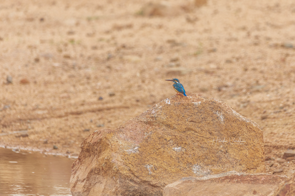 Common Kingfisher - Alcedo atthis - Eurasian kingfisher - river kingfisher  Alcedo atthis,Common Kingfisher,Fall,Geotagged,India