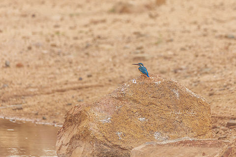 Common Kingfisher - Alcedo atthis - Eurasian kingfisher - river kingfisher  Alcedo atthis,Common Kingfisher,Fall,Geotagged,India