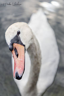 mute swan at Hallstatt city - Austria. Mountain village in the Austrian Alps  Austria,Cygnus olor,Fall,Geotagged,Mute swan