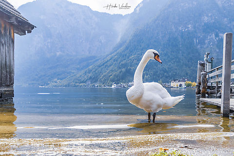 mute swan at Hallstatt city - Austria. Mountain village in the Austrian Alps  Austria,Cygnus olor,Fall,Geotagged,Mute swan
