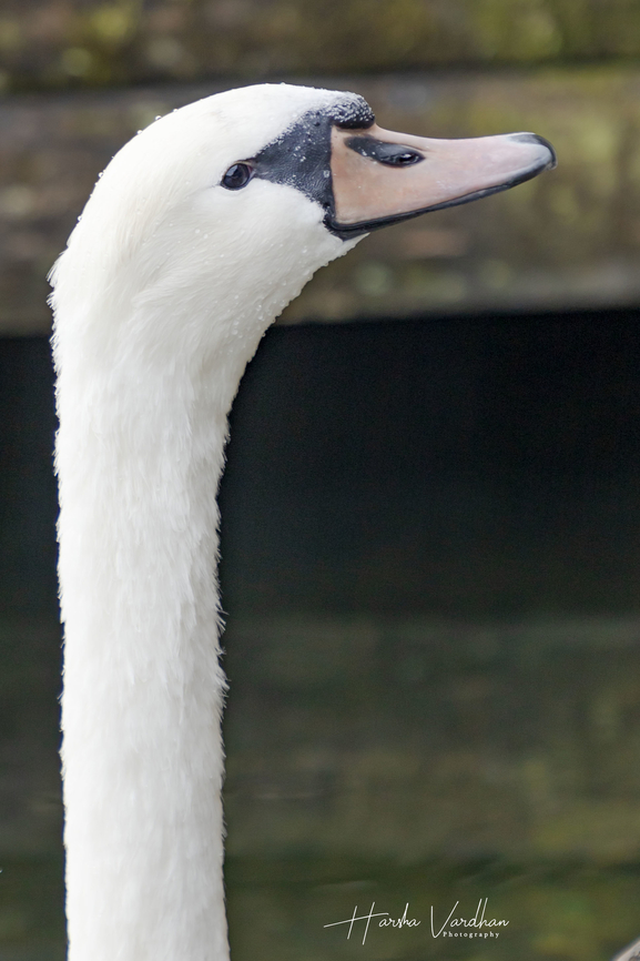 who is there?  Austria,Cygnus olor,Fall,Geotagged,Mute swan