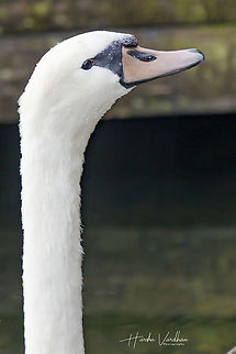 who is there?  Austria,Cygnus olor,Fall,Geotagged,Mute swan