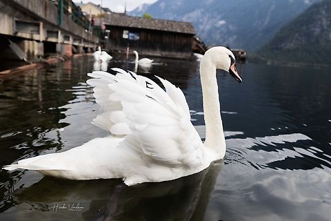 mute swan  Austria,Cygnus olor,Fall,Geotagged,Mute swan