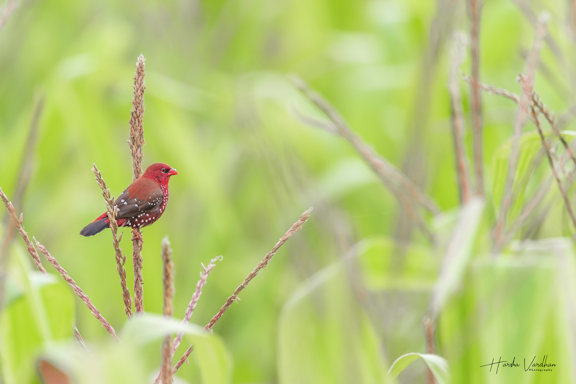Red Avadavat, India  Amandava amandava,Fall,Geotagged,India,Red Avadavat