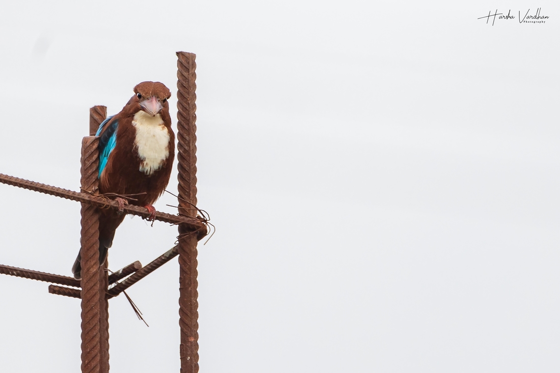 White-throated kingfisher  Fall,Geotagged,Halcyon smyrnensis,India,White-throated kingfisher