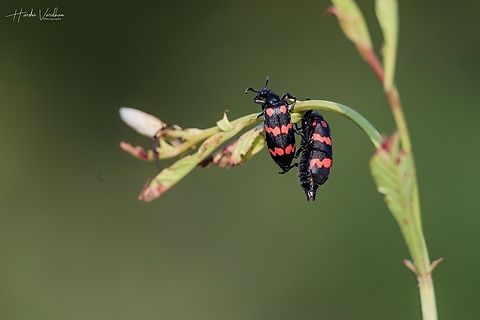 Mylabris pustulata  Fall,Geotagged,India,Mylabris pustulata