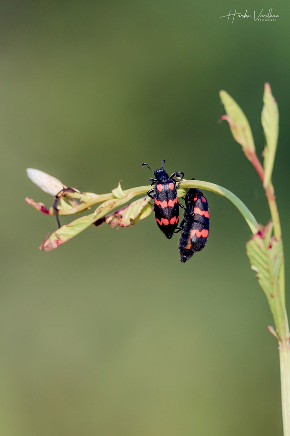 Mylabris pustulata  Fall,Geotagged,India,Mylabris pustulata
