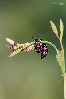Mylabris pustulata  Fall,Geotagged,India,Mylabris pustulata