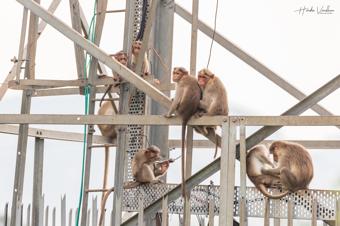 Bonnet Macaque living on cell tower -  Macaca radiata  Bonnet Macaque,Fall,Geotagged,India,Macaca radiata