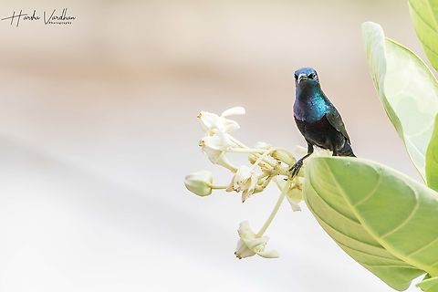 Purple sunbird, India  Cinnyris asiaticus,Fall,Geotagged,India,Purple sunbird