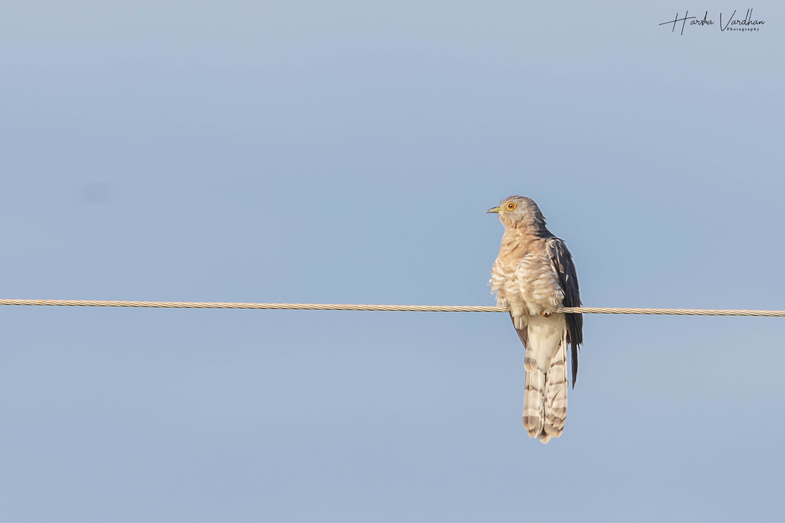 Cuculus canorus  Common Cuckoo,Cuculus canorus,Fall,Geotagged,India