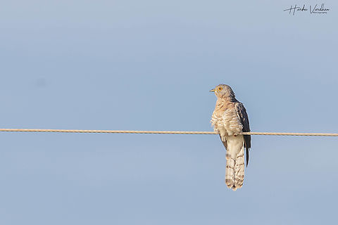 Cuculus canorus  Common Cuckoo,Cuculus canorus,Fall,Geotagged,India