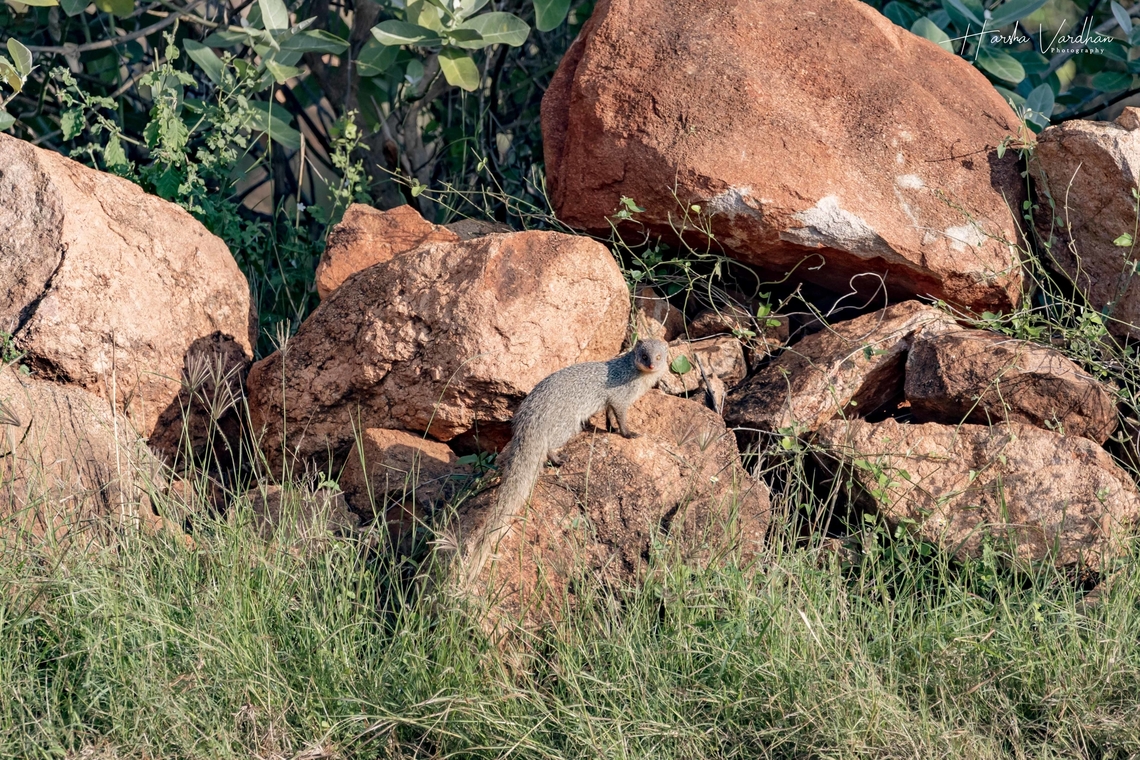 Slender mongoose  Fall,Galerella sanguinea,Geotagged,India,Slender mongoose
