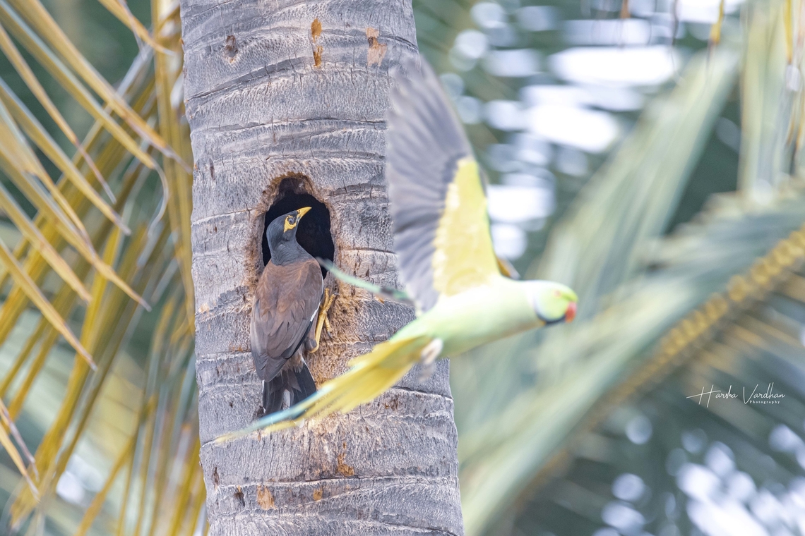 Home sharing  Acridotheres tristis,Common myna,Fall,Geotagged,India