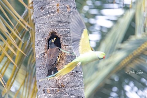 Home sharing  Acridotheres tristis,Common myna,Fall,Geotagged,India