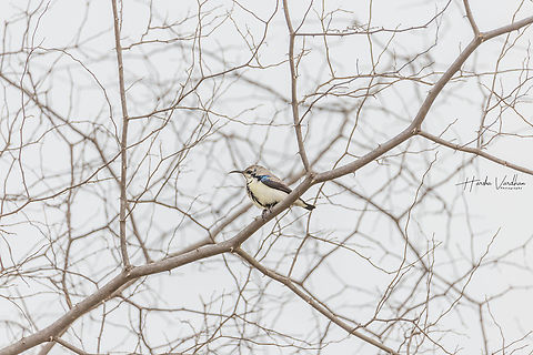 Cuteness  Cinnyris asiaticus,Fall,Geotagged,India,Purple sunbird