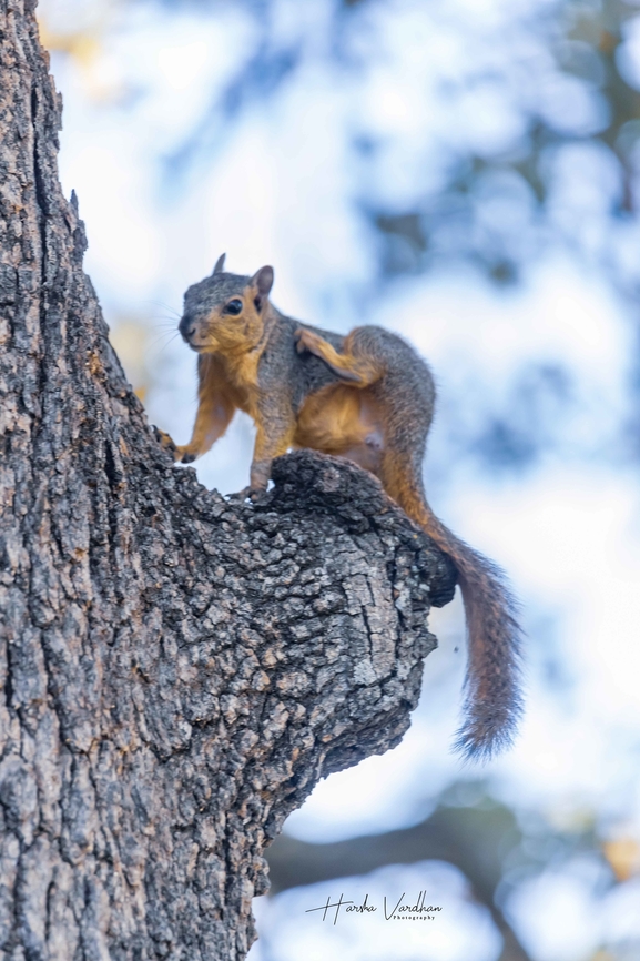 Fox squirrel  Fall,Fox squirrel,Geotagged,Sciurus niger,United States