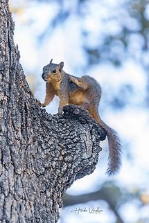 Fox squirrel  Fall,Fox squirrel,Geotagged,Sciurus niger,United States