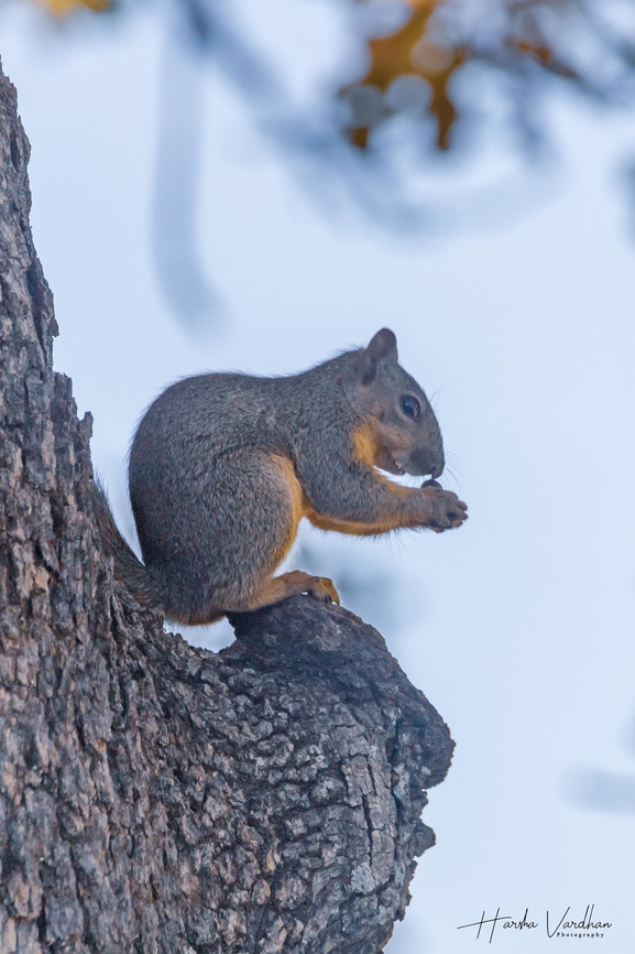 lunch time  Fall,Fox squirrel,Geotagged,Sciurus niger,United States