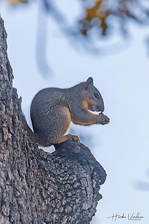 lunch time  Fall,Fox squirrel,Geotagged,Sciurus niger,United States
