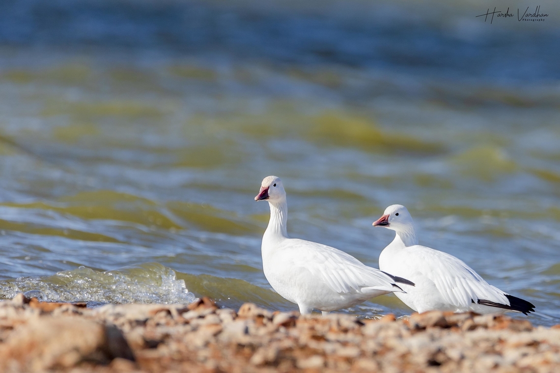 Snow goose - Anser caerulescens  Chen caerulescens,Fall,Geotagged,Snow goose,United States