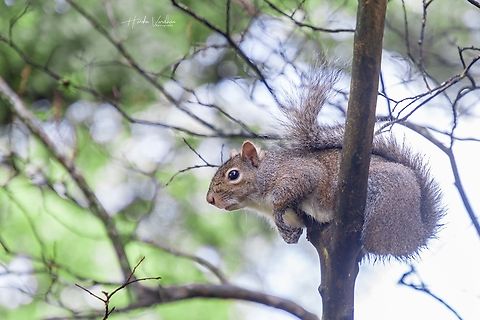Eastern gray squirrel in my garden,  Eastern gray squirrel,Fall,Geotagged,Sciurus carolinensis,United States