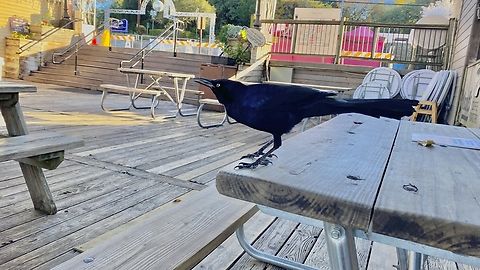 it came to me when i am taking coffee in Austin, Texas, USA  Common grackle,Fall,Geotagged,Quiscalus quiscula,United States