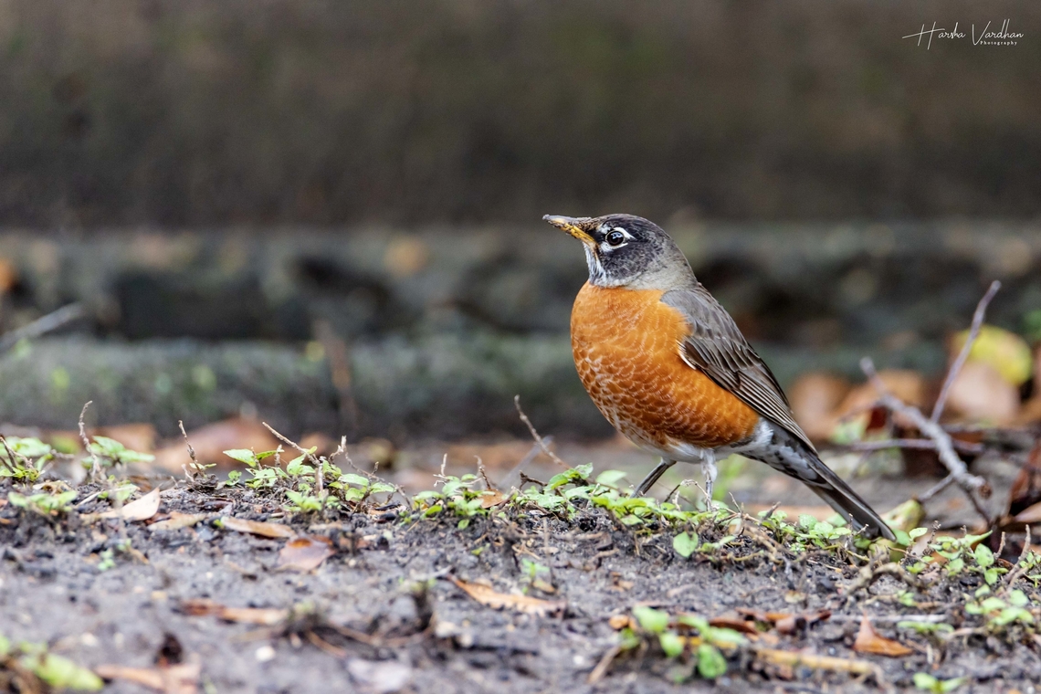 American robin - Turdus migratorius -  quintessential early bird,  American Robin,Geotagged,Turdus migratorius,United States,Winter