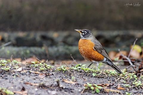 American robin - Turdus migratorius -  quintessential early bird,  American Robin,Geotagged,Turdus migratorius,United States,Winter
