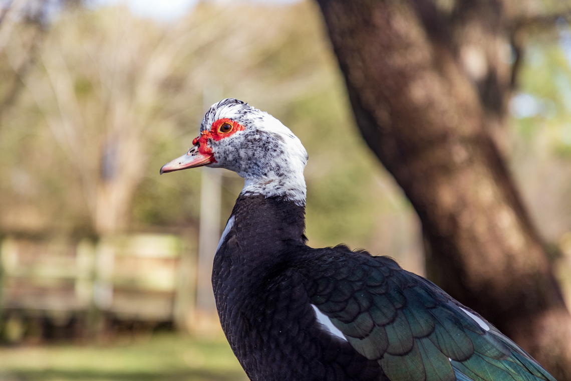 Muscovy Duck, Cairina moschata, at Hermann Park in Houston, Texas.  Cairina moschata,Geotagged,Muscovy duck,United States,Winter