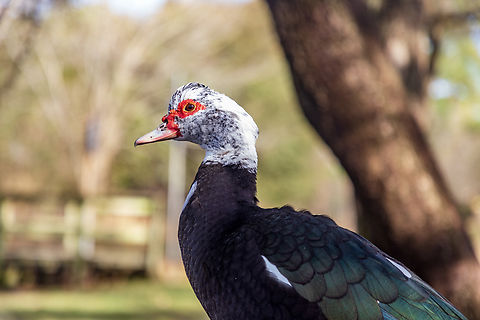 Muscovy Duck, Cairina moschata, at Hermann Park in Houston, Texas.  Cairina moschata,Geotagged,Muscovy duck,United States,Winter