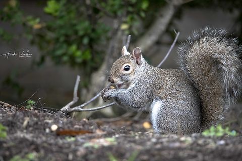 Eastern gray squirrel in my garden eating peanut - Sciurus carolinensis  Eastern gray squirrel,Geotagged,Sciurus carolinensis,United States,Winter