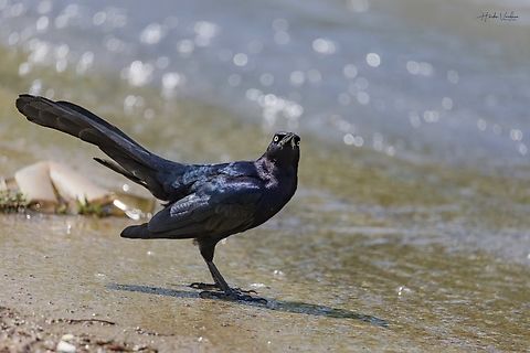 Common grackle - Quiscalus quiscula - Alexander Deussen Park  Common grackle,Geotagged,Quiscalus quiscula,United States,Winter