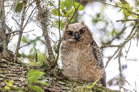 Baby Great Horned Owl (Bubo virginianus), also known as the tiger owl is a large owl native to the Americas.  Bubo virginianus,Geotagged,Great Horned Owl,United States,Winter