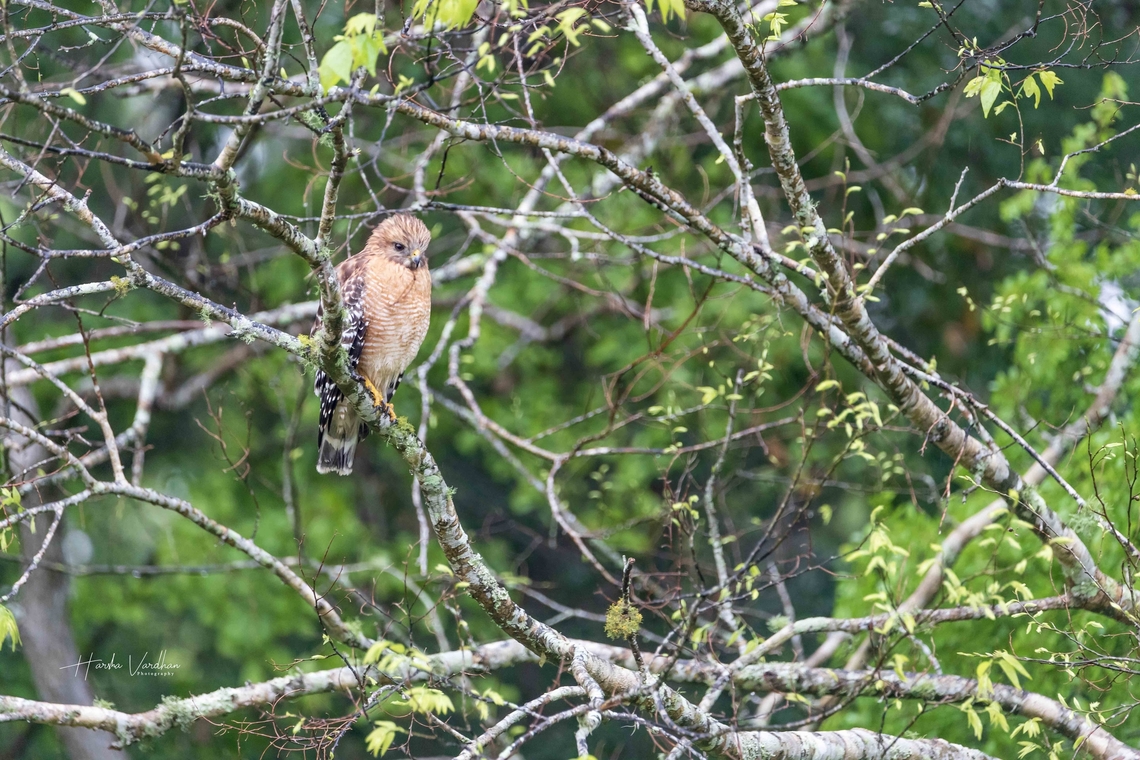 Cooper's hawk - Accipiter cooperii  Accipiter cooperii,Coopers hawk,Geotagged,United States,Winter