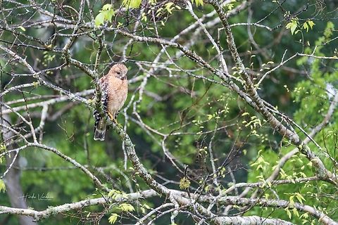 Cooper's hawk - Accipiter cooperii  Accipiter cooperii,Coopers hawk,Geotagged,United States,Winter